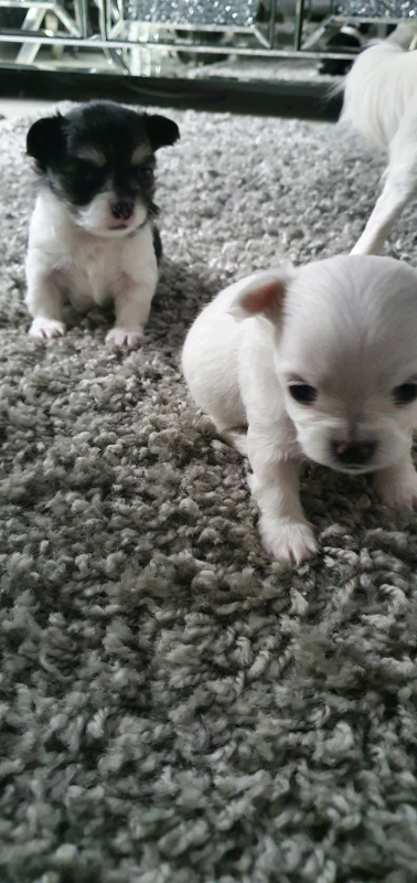 gumtree chihuahuas for sale